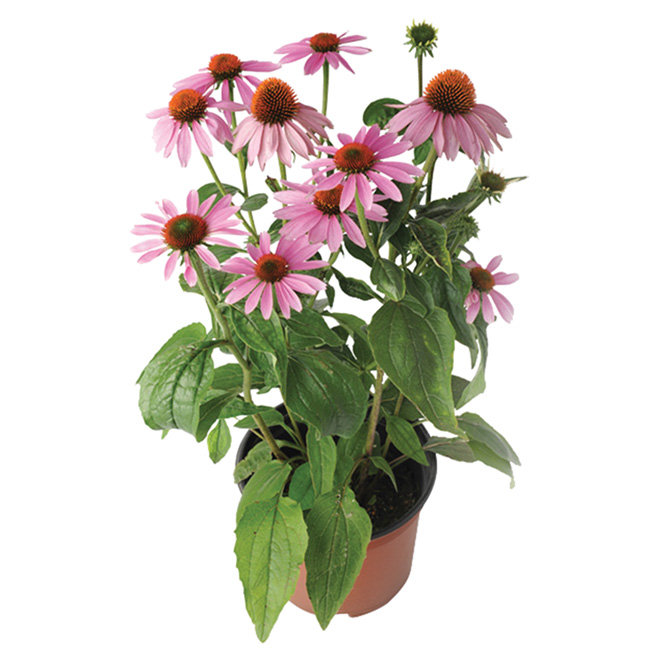 Assorted Perennials - # 1 Pot