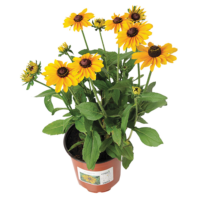 Assorted Perennials - # 1 Pot