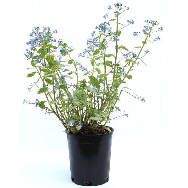 Assorted Perennials - # 1 Pot