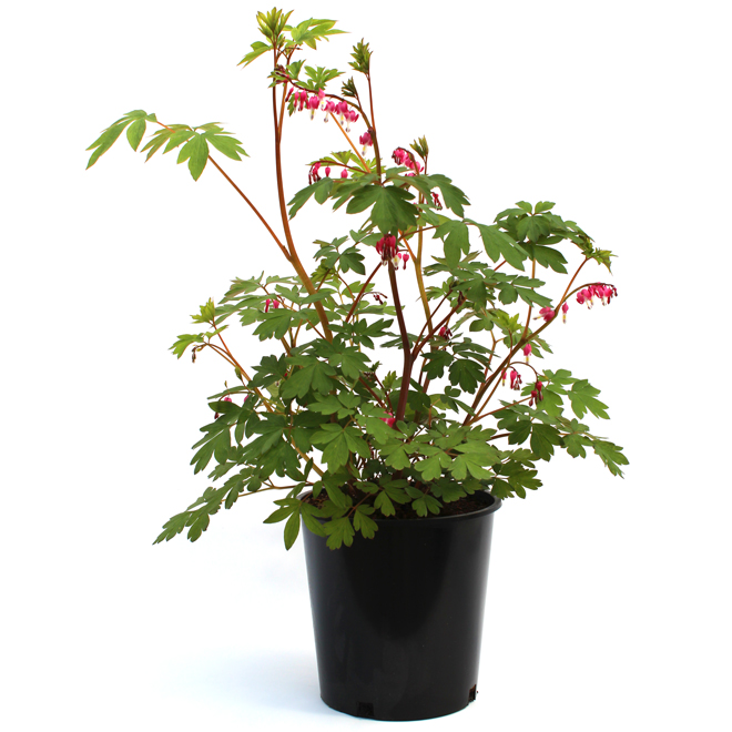 Assorted Perennials - # 1 Pot