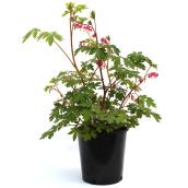 Assorted Perennials - #2 Pot