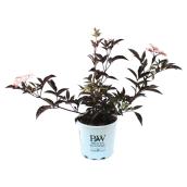 Black Beauty Potted Shrub - 2-gal. - Assorted