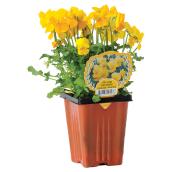 Assorted Perennials - 4-in Pot