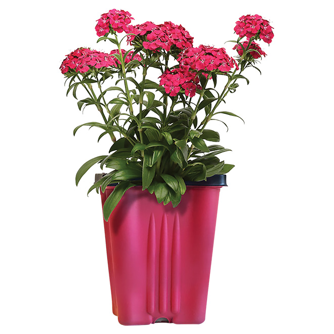 Assorted Perennials - 4-in Pot