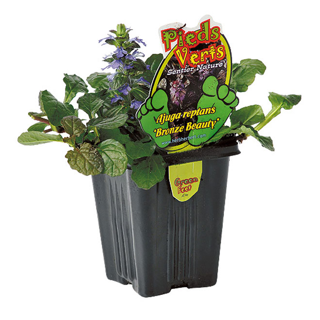 Assorted Perennials - 4-in Pot