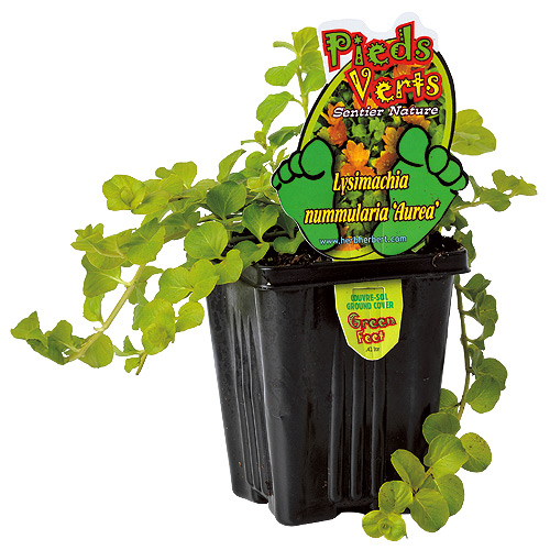 Assorted Perennials - 4-in Pot