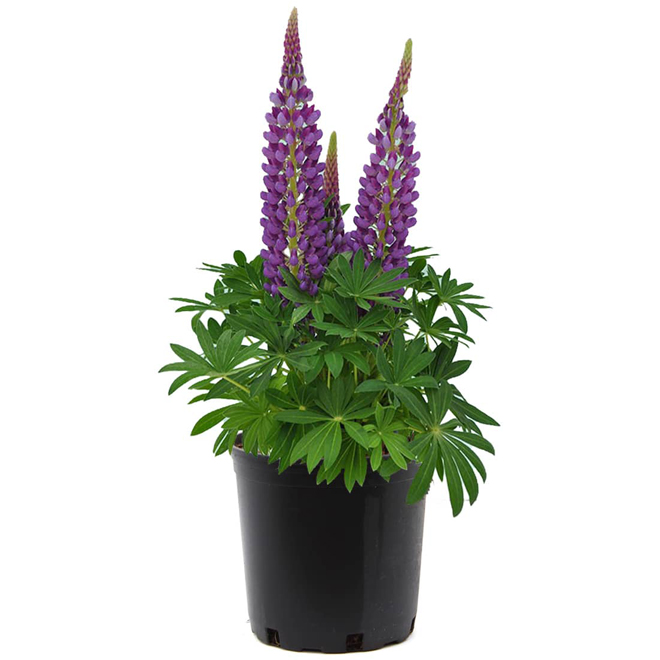 Speciality Perennial - # 1 Pot - Assorted