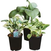 Assorted Hosta - 1-Gallon Pot