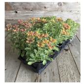 Assorted Perennials - 11 cm Pot