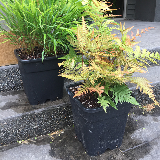 Assorted Annuals in 5-gal. Container