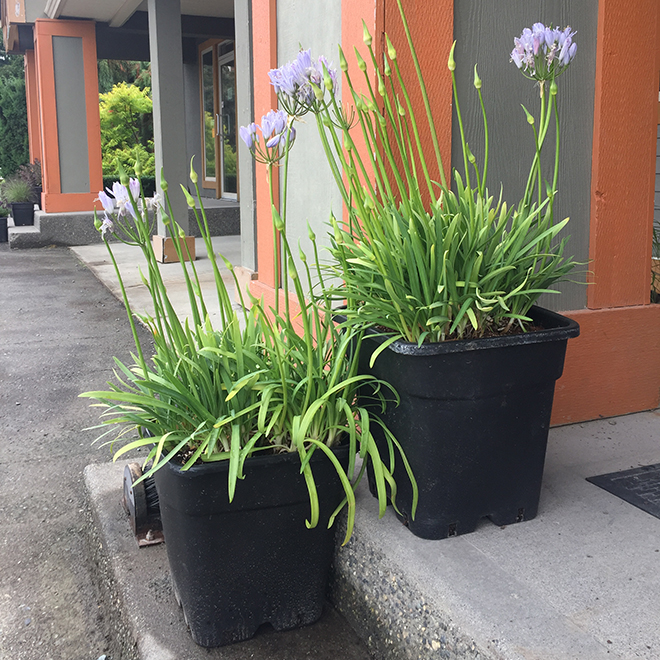 Assorted Annuals in 5-gal. Container