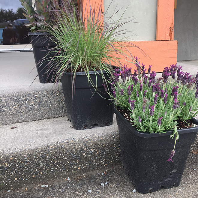 Assorted Annuals in 5-gal. Container