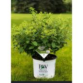 Proven Winners - Shrubs - 2-gal. - Assorted Colours