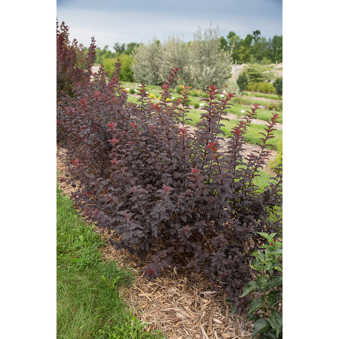 Polycarpe à feuilles d'obier Green Plus Nurseries en pot de 2 gallons