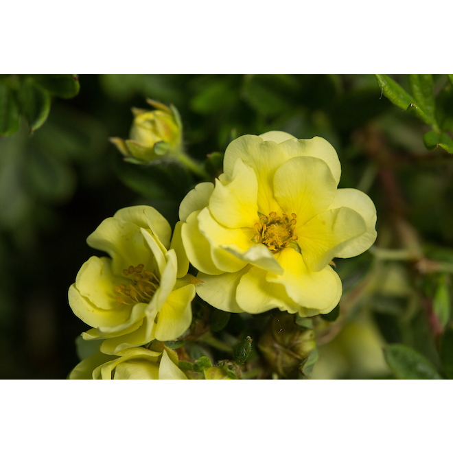 Green Plus Nurseries Potentilla in 2-Gal Pot