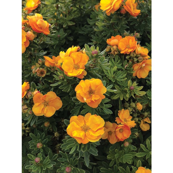 Green Plus Nurseries Potentilla in 2-Gal Pot