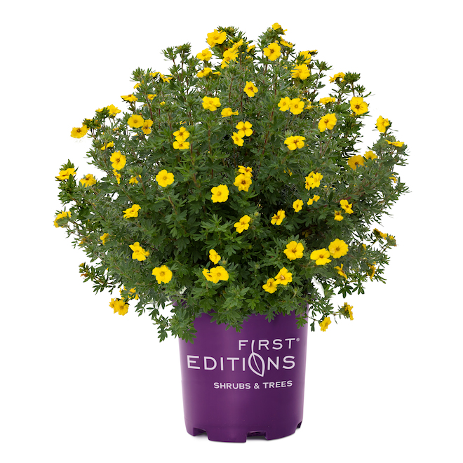 Green Plus Nurseries Potentilla in 2-Gal Pot
