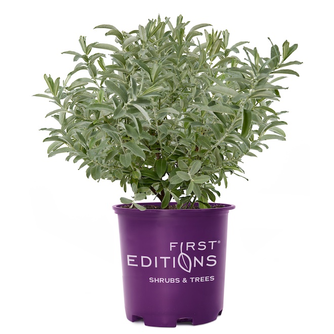 Green Plus Nurseries Iceberg Alley Sageleaf Willow in a 2-Gal Pot