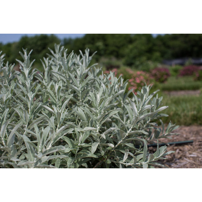 Green Plus Nurseries Iceberg Alley Sageleaf Willow in a 2Gal Pot