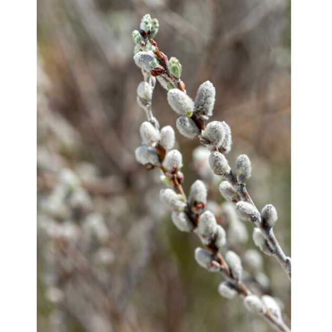 Green Plus Nurseries Iceberg Alley Sageleaf Willow in a 2-Gal Pot