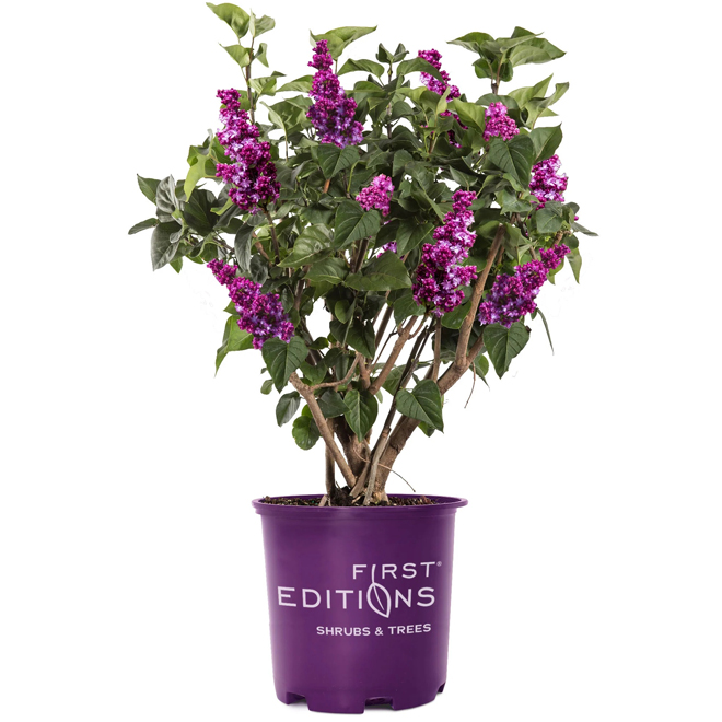 Inline Nurseries Assorted Lilacs in 2-Gal Pots
