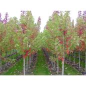 Green Plus Nurseries Assorted Ornamental Trees - 5-gal