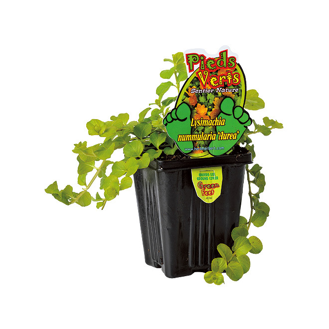 4-in Assorted Ground Cover Perennial