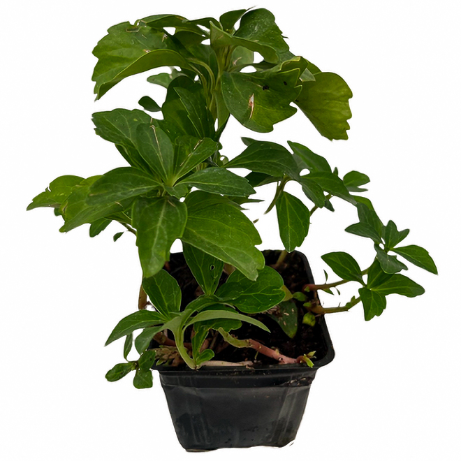 4-in Assorted Ground Cover Perennial