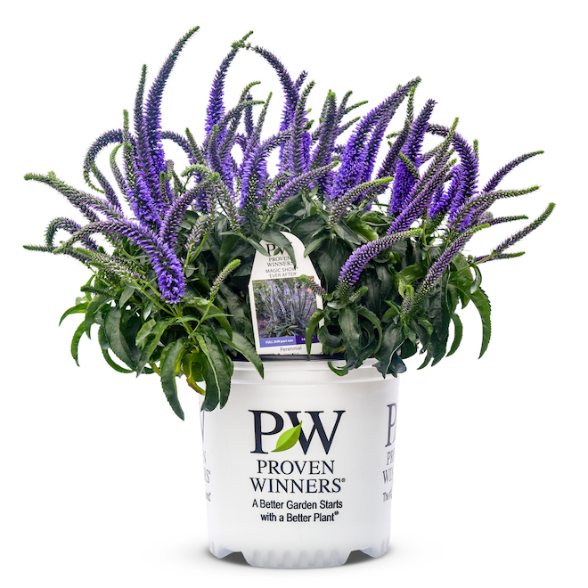 Proven Winners 1-Gallon Assorted Perennial