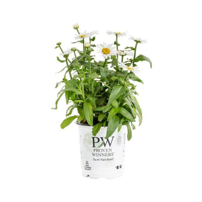 Proven Winners 1-Gallon Assorted Perennial