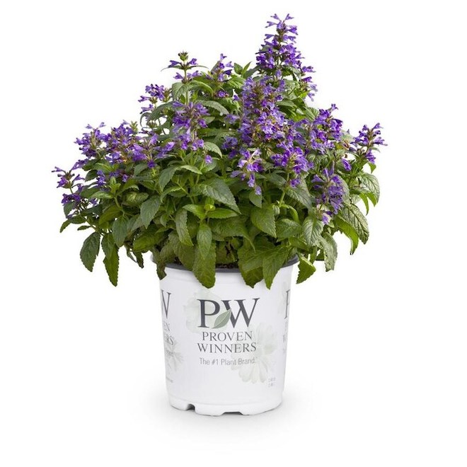 Proven Winners 1-Gallon Assorted Perennial