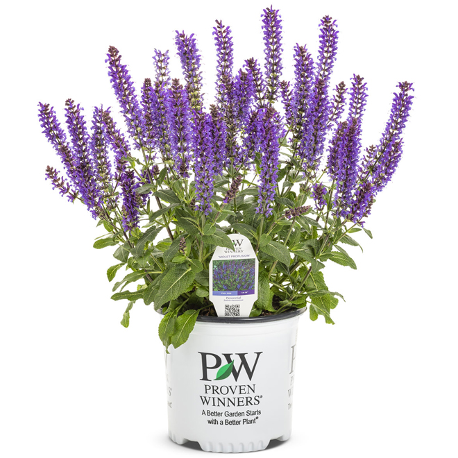 Proven Winners 1-Gallon Assorted Perennial