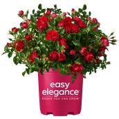 Rosiers arbustifs assortis Easy Elegance dans un pot de 2 gal, couleurs assorties