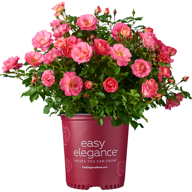 Easy Elegance Assorted Shrub Roses in a 2-gal Pot - Assorted Colours