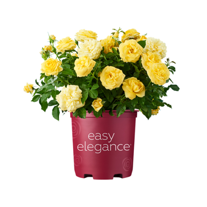 Easy Elegance Assorted Shrub Roses in a 2-gal Pot - Assorted Colours