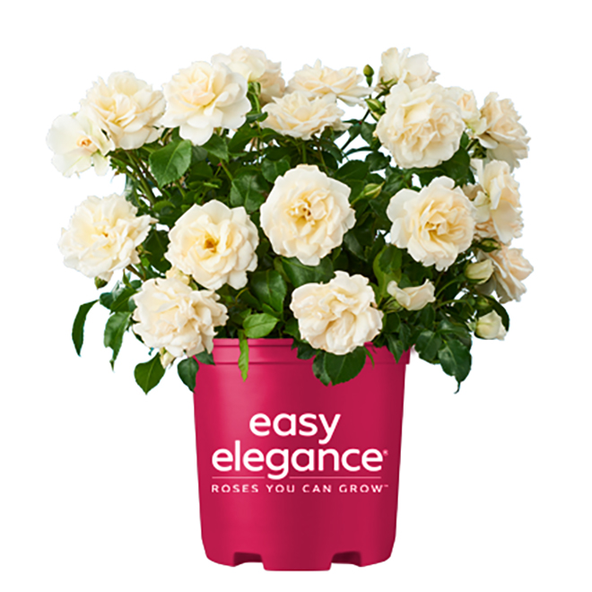 Easy Elegance Assorted Shrub Roses in a 2-gal Pot - Assorted Colours