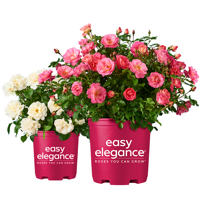 Easy Elegance Assorted Shrub Roses in a 2-gal Pot - Assorted Colours