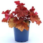 Assorted Ealy Perennial in a 1-gal. Pot