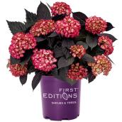 First Editions Eclipse Purple Hydrangea with Dark Leaves in 2-gal Pot