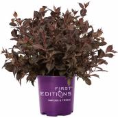 First Editions Shining Sensation Purple Weigela in 2-gal Pot