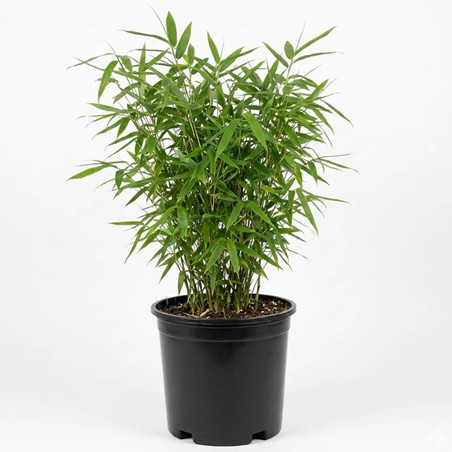 Planet Green Bamboo Shrub in a 2-Gallon Pot