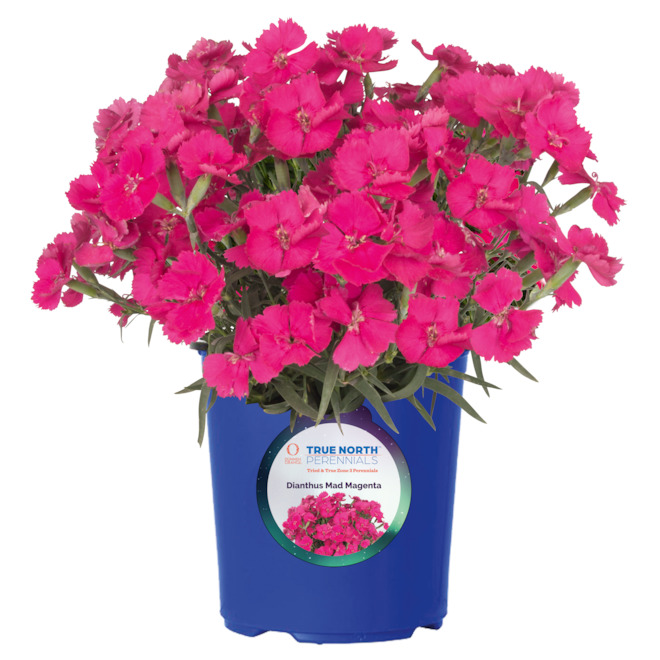 Dujmen Dummen True North Assorted Perennial Plants in 1-gal Pot 60810411 | RONA