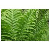 Ferns 2-Gallon Container Assorted Colours