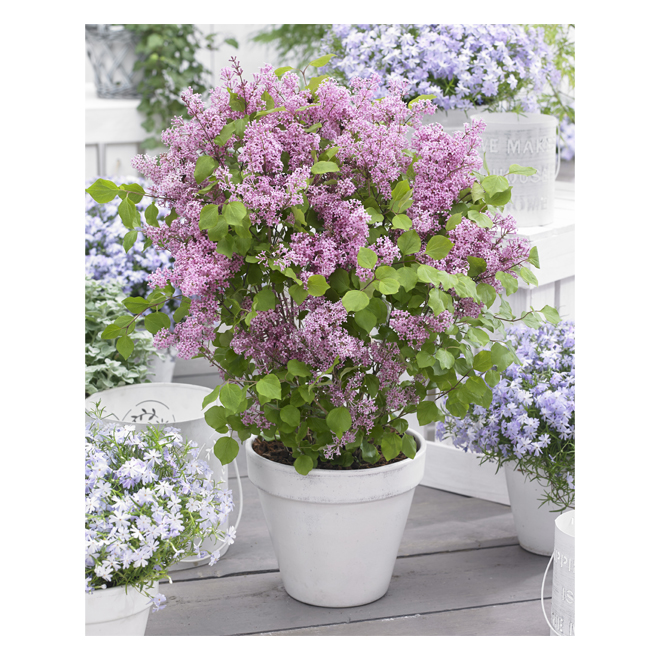 Arbuste Lilas, Green Plus Nurseries, pot #2, assorti 012622 | RONA