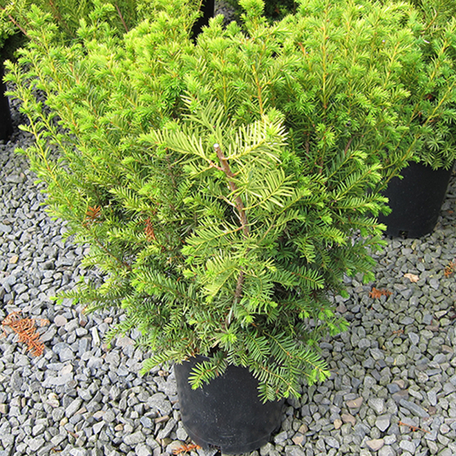 Dwarf Golden Yew 3 Gallons