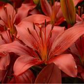 Asiatic Lilies - 1-Gallon