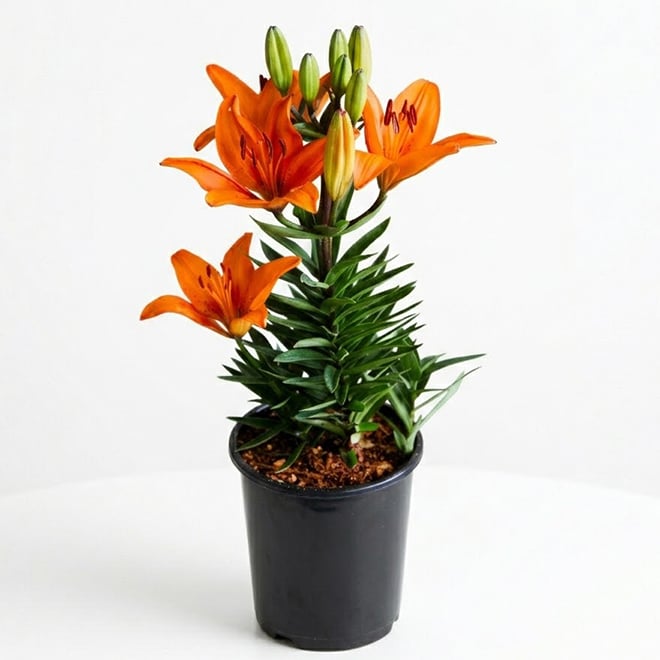 Asiatic Lilies - 1-Gallon 829525013179 | RONA