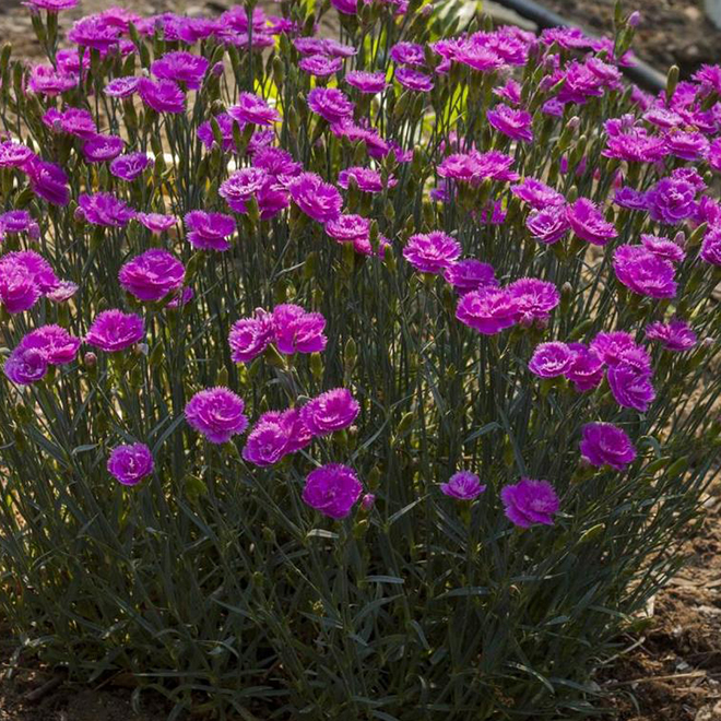 GREEN PLUS Dianthus - Pink Fire - 1-Gallon Pot 829525013186 | RONA