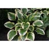 Green Plus Nurseries - Hosta - 2 Ga. - Assorted Colours