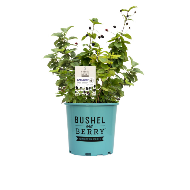 Green Plus Nurseries - Baby Cakes Blackberry Plant - 1 gal.